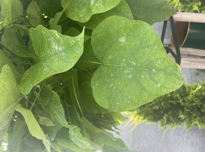 M&uacute;čnatka Erysiphe elevata