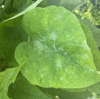 A - nie je v datab&aacute;ze