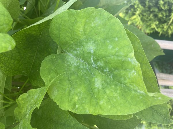 Catalpa powdery mildew 