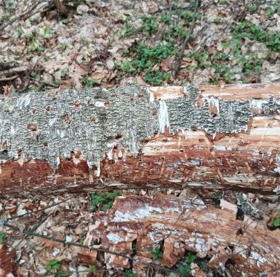 A - nejednoznačne určen&yacute;, nie sme si ist&iacute;