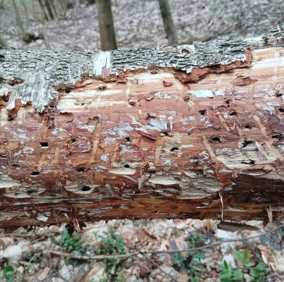 A - nejednoznačne určen&yacute;, nie sme si ist&iacute;