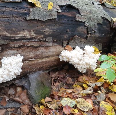 A - nie je v datab&aacute;ze