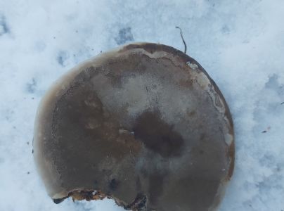 Brezovn&iacute;k obyčajn&yacute;