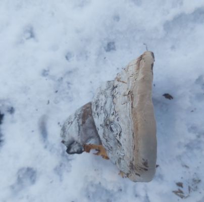 Piptoporus betulinus