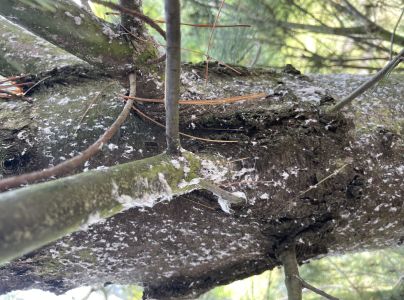 K&ocirc;rovnica vejmutovkov&aacute;