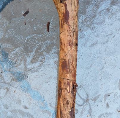 Pityokteines vorontzovi