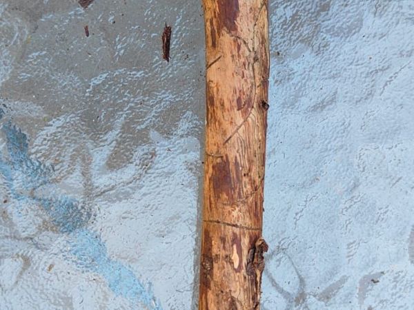 European fir engraver beetle