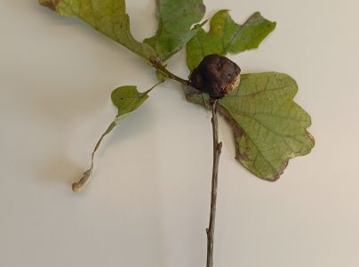 Hrčiarka bezkr&iacute;dla