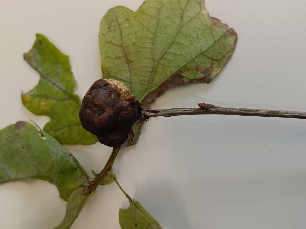 Oak apple gall wasp