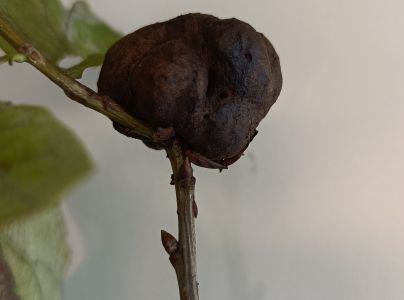 Hrčiarka bezkr&iacute;dla