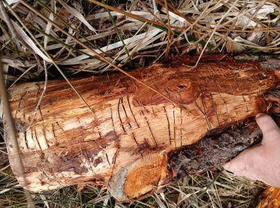 Drvin&aacute;r hned&yacute; 