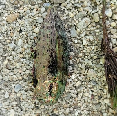 A - nie je v datab&aacute;ze