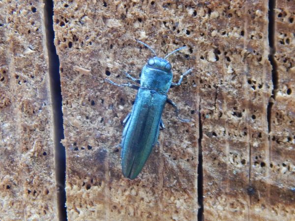 European oak borer