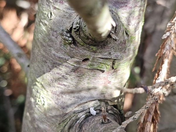 Cypress jewel beetle