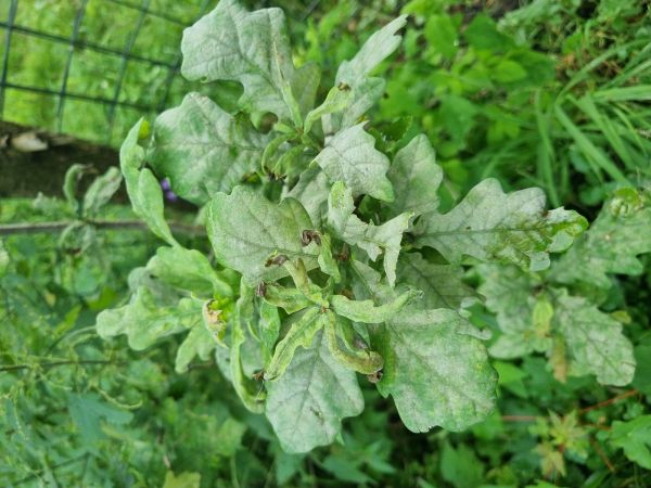 Oak powdery mildew