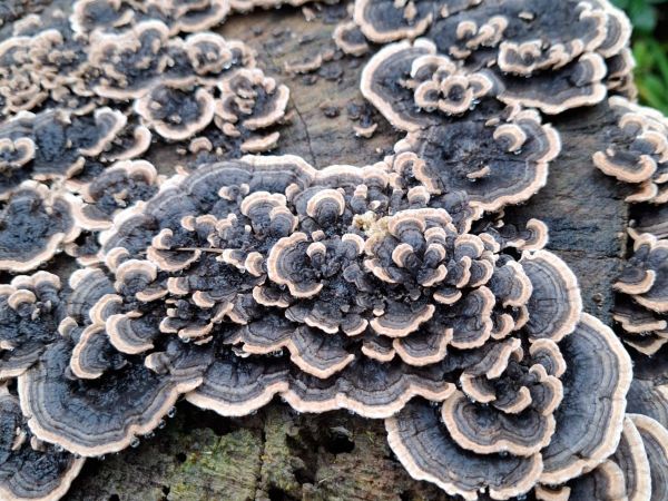 Turkey tail