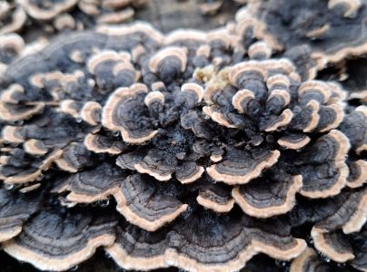 Tr&uacute;dnikovec pestr&yacute;