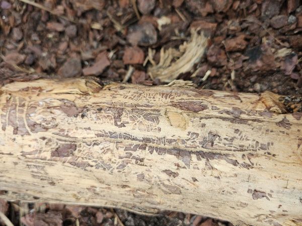 Six-toothed pine bark beetle