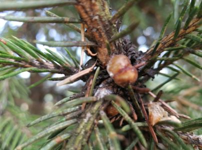 Červec smrekov&yacute;