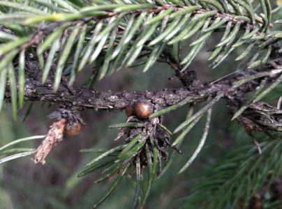 Červec smrekov&yacute;