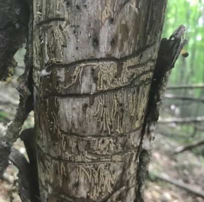 Hylesinus varius (=fraxini)