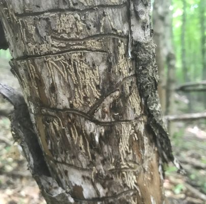 Hylesinus varius (=fraxini)