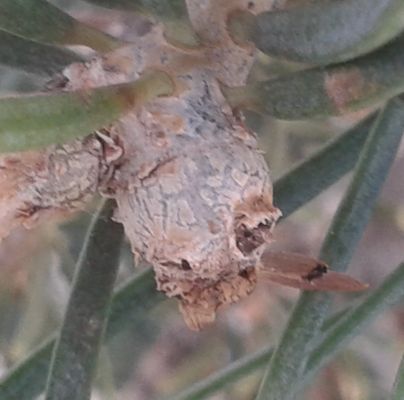 A - nejednoznačne určen&yacute;, nie sme si ist&iacute;