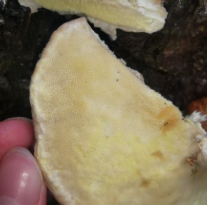 Fomitopsis pinicola 