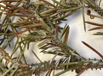 Roztoč smrekov&yacute;