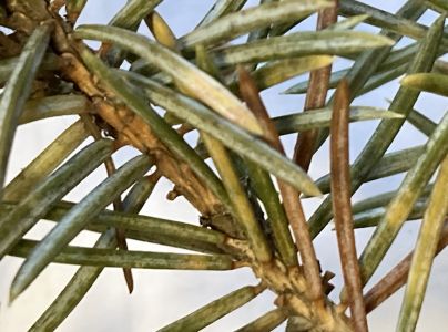 Roztoč smrekov&yacute;