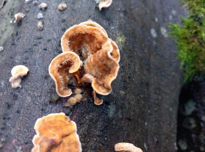 Pevn&iacute;k chlpat&yacute;