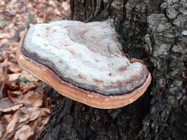 Red banded polypore