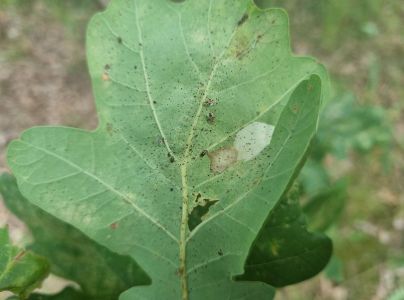 Sietnička dubov&aacute;