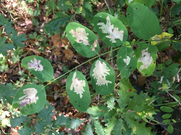 Locust digitate leaf miner