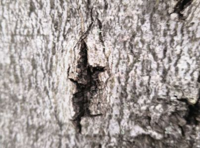 Lykožr&uacute;t bukov&yacute;