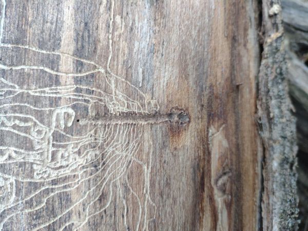 Larch elm bark beetle