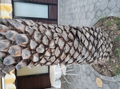 Nos&aacute;nik palmov&yacute;