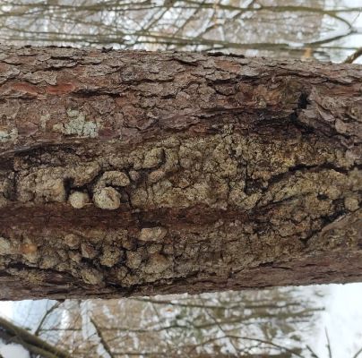 A - nejednoznačne určen&yacute;, nie sme si ist&iacute;