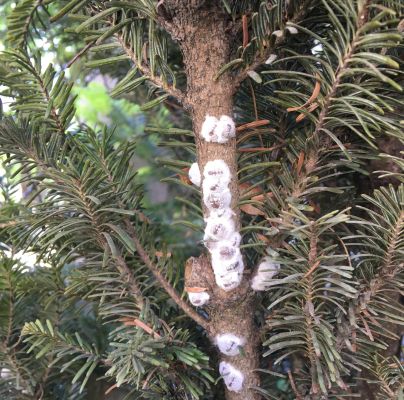 A - nie je v datab&aacute;ze