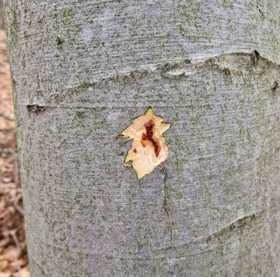 Taphrorychus bicolor 