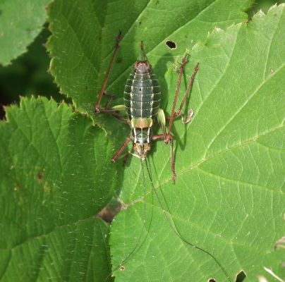 A - nejednoznačne určen&yacute;, nie sme si ist&iacute;