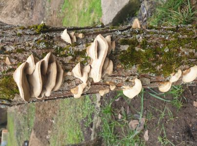 Sieťkovček červenkast&yacute;