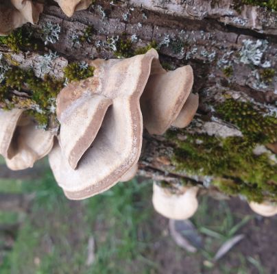 Daedaleopsis confragosa 