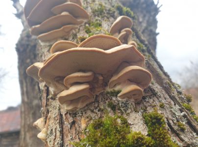 Sieťkovček červenkast&yacute;