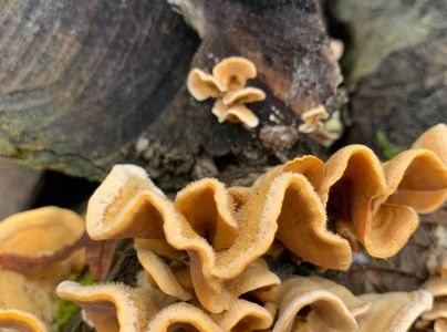 Pevn&iacute;k chlpat&yacute;