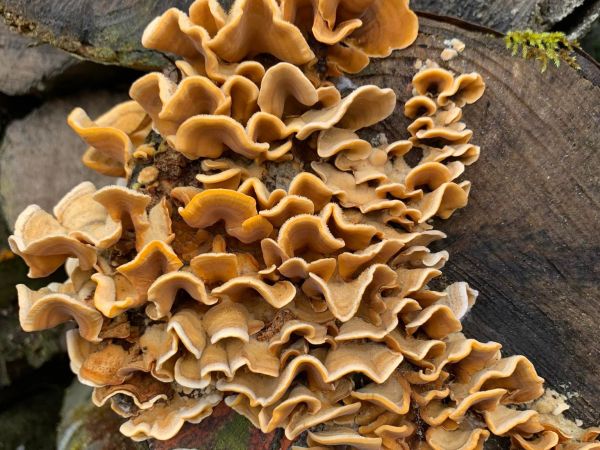 False Turkey tail