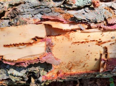 Lykožr&uacute;t smrekovcov&yacute;