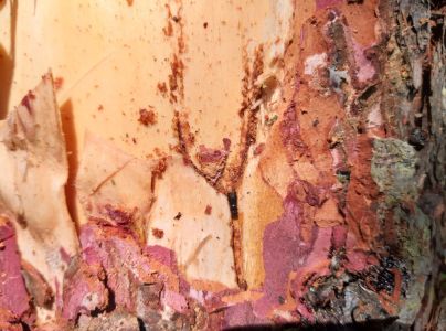 Lykožr&uacute;t smrekovcov&yacute;