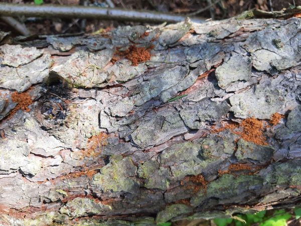 Large larch bark beetle