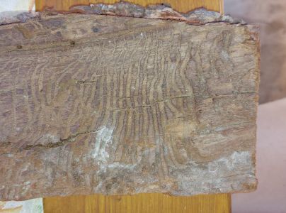 Lykožr&uacute;t smrekovcov&yacute;